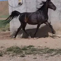 مادیان و اسب|اسب و تجهیزات اسبسواری|شاهین دژ, |دیوار