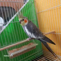 عروس هلندی