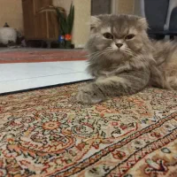 واگذاری گربه اسکاتیش لانگ هیر  ماده|گربه|پردیس, فاز ۳|دیوار