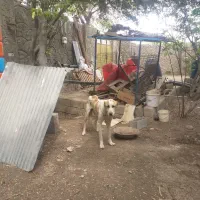 سگ لاس یک ساله الابای درشت