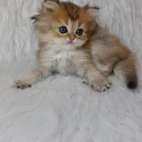 مجموعه گربههای زیبا و بغلی (پرشین اسکاتیش بریتیش)|گربه|اهواز, کیانپارس |دیوار