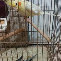 عروس هلندی کار داده|پرنده|میبد, |دیوار