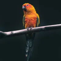 پک لاغری با تخفیف ویژه