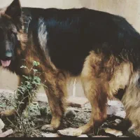 ژرمن شولاین