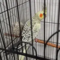 جوجه عروس هلندی نر|پرنده|قدس, شهر‌قدس|دیوار