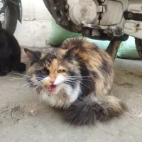 این گربه کم شود