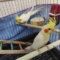 عروس هلندی لوتینو جفت مولد|پرنده|محمدشهر, ولدآباد|دیوار