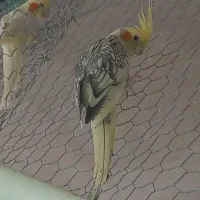 عروس هلندی مولد|پرنده|شاهین‌شهر, گزبرخوار|دیوار