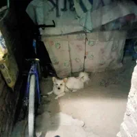 سگ پامر روباهی فروشی