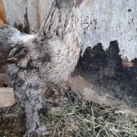 مرغ و خروس زینتی برهما طلایی|پرنده|شیراز, شهرک ترکان|دیوار