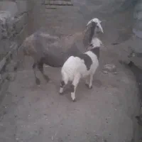 میش وبره افشاری داشتی به شرط همه چی