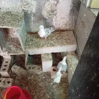 کبوتر شهرستان