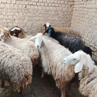 معاوضه ماشین با میش