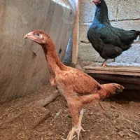 جوجه لاری مرغ|حیوانات مزرعه|رشت, حومه رشت|دیوار