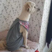 سگ تریر پشمالو..واگذاری