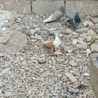 کبوتر|پرنده|بهبهان, |دیوار