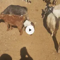 فروض بزبزغاله