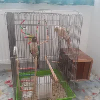 گرینچیک نروماده|پرنده|زنجان, |دیوار