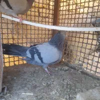 کبوتر اصفهانی جهت معاوضه