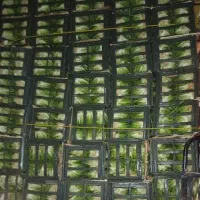 کاهو دارم کارگر کاهو بر میخوام