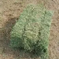 گیاه پرس .