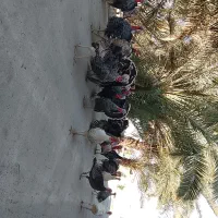 تعدادی بوقلمون نرماده