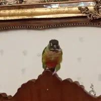 پرنده گیرینجیک|پرنده|سهند, |دیوار