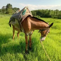 قاطر|حیوانات مزرعه|املش, |دیوار