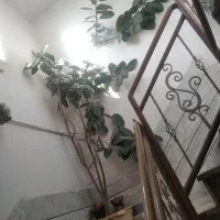 فروش گل|گل و گیاه طبیعی|شهرکرد, |دیوار