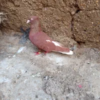 سرخ دم‌سفید|پرنده|سوسنگرد, |دیوار