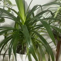 گلدان بزرگ سرحال