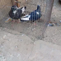 سیاه پلنگ|پرنده|گنبکی, |دیوار