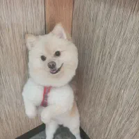 سگ پامر روباهی