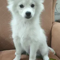 سگ پامر|سگ|یزد, |دیوار