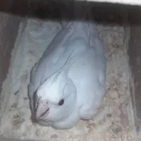 عروس هلندی البینو با تخم