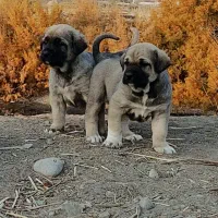 جفت توله عراقی نسل ابی شیخ