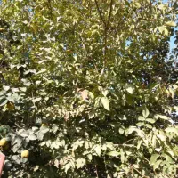 باغ با چاه آب و برق از خودش|فروش زمین و ملک کلنگی|پیر بکران, |دیوار