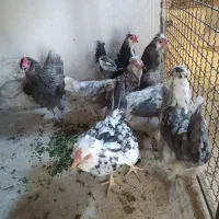 تخم نطفه دار گلین|حیوانات مزرعه|مشهد, حسابی جنوبی (شهرک غرب)|دیوار