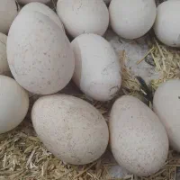 تخم بقلمون نطفه دار