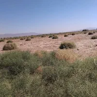خارشترجایگزین یونجه،برای گوسفندگاو شتر شترمرغ
