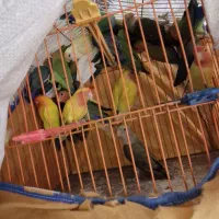 دنیای حیوانات|پرنده|بیرجند, |دیوار