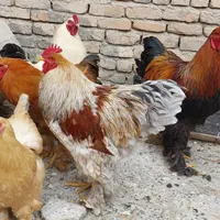 تخم نطفه دار و جوجه ی برهما|حیوانات مزرعه|بروجرد, |دیوار
