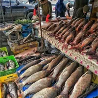 نیازمند ماهی فروش