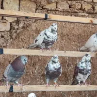 کفترپرشی ساعت سنگین|پرنده|یزد, |دیوار