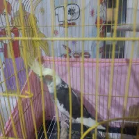 جفت عروس هلندی|پرنده|سهند, |دیوار