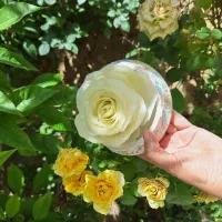 هدیه دکوری زیبا