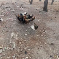 اصفهان بهارستان کبوتراباد