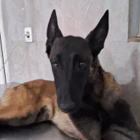 سگ مانینیوز  گم شده