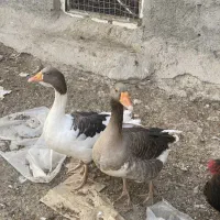 غاز.اردک.بوقلمون.خروس. تک و عمده