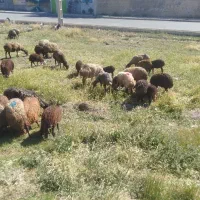 میش بره|حیوانات مزرعه|نهاوند, |دیوار